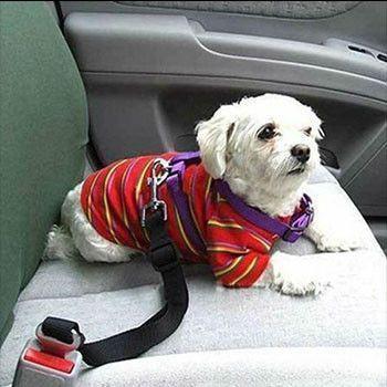 Cinto de Segurança para Pets no Carro – 6 Cores