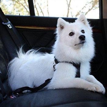 Cinto de Segurança para Pets no Carro – 6 Cores
