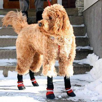 Botas Protetoras para Cães – Verão & Passeio